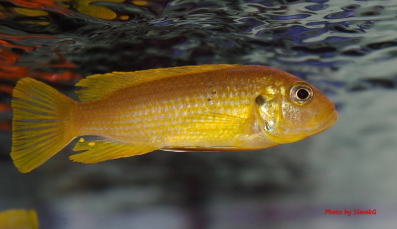 Maylandia sp. 'kingsizei lupingu' Lupingu